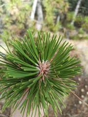 Pinus nigra