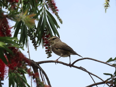 Crithagra albogularis