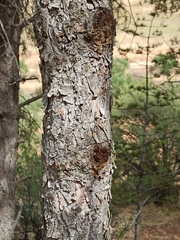 Pinus nigra