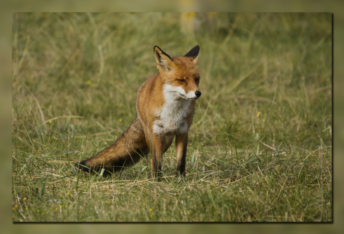 American Red Fox (Subspecies Vulpes vulpes fulva) · iNaturalist