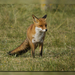 American Red Fox - Photo (c) bzd1, some rights reserved (CC BY-NC-ND)