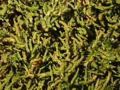 Antitrichia curtipendula