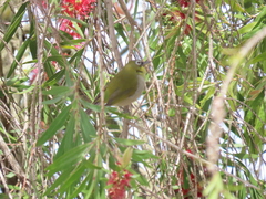 Zosterops virens capensis