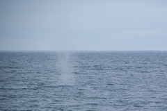 Balaenoptera musculus