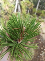 Pinus nigra