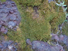 Antitrichia curtipendula