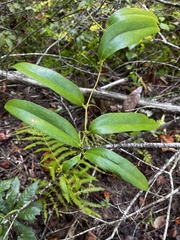 Smilax laurifolia