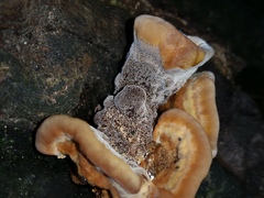 Inonotus hispidus image