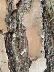 Pinus elliottii