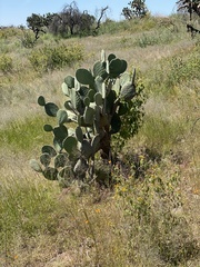 Opuntia
