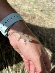 Sceloporus consobrinus