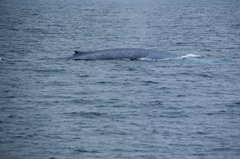 Balaenoptera musculus