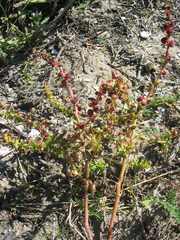 Blitum virgatum