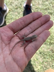 Sceloporus consobrinus