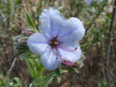Lobostemon echioides