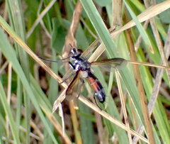 Cylindromyia intermedia