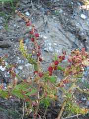 Blitum virgatum