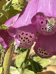 Anthophora urbana
