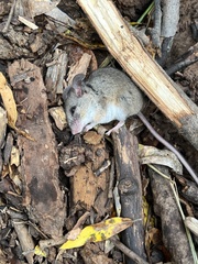 Peromyscus sonoriensis