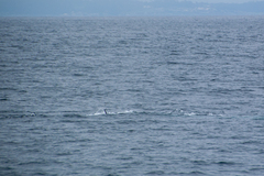 Balaenoptera musculus