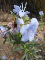 Lobostemon echioides