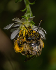 Colletes compactus compactus