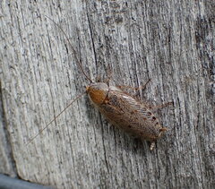 Ectobius vittiventris