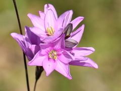 Ixia flexuosa