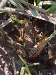 Pelophylax bedriagae