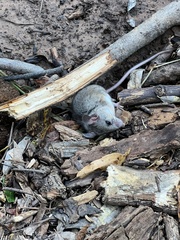 Peromyscus sonoriensis