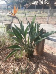 Strelitzia