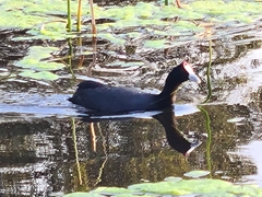 Fulica cristata