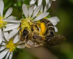 Colletes compactus compactus