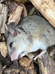 Peromyscus sonoriensis