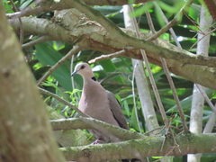 Streptopelia semitorquata