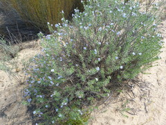 Lobostemon echioides