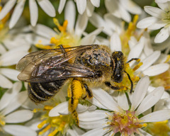 Colletes compactus compactus