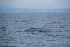 Balaenoptera musculus