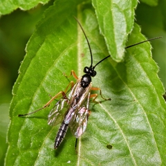 Pimpla rufipes