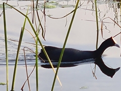 Fulica cristata