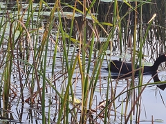 Fulica cristata