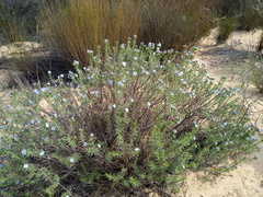 Lobostemon echioides