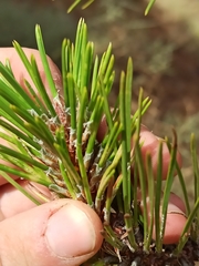 Pinus nigra