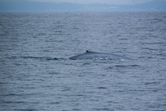 Balaenoptera musculus