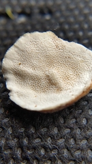 Trametes versicolor