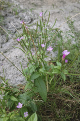 Epilobium parviflorum