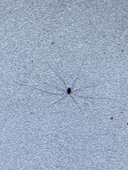 Leiobunum