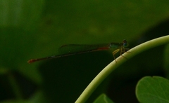 Ceriagrion cerinorubellum