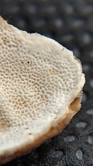 Trametes versicolor