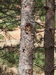 Pinus nigra
